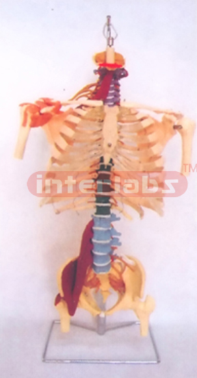 HUMAN HEALTH SKELETAL TORSO MODEL